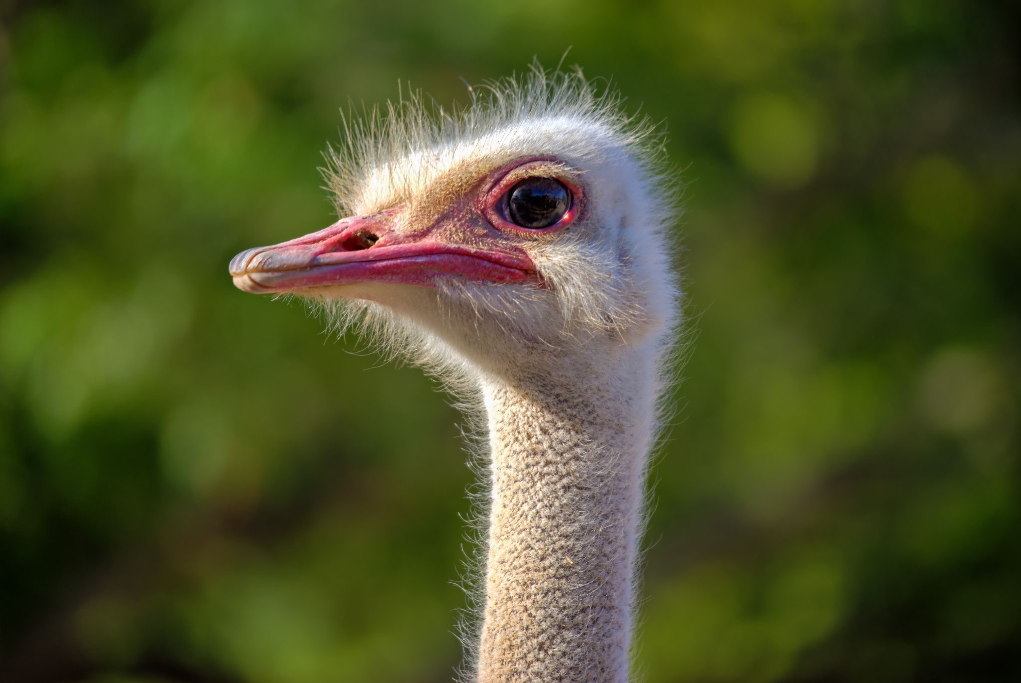 Straußenfarm in Oudtshoorn: Strauß